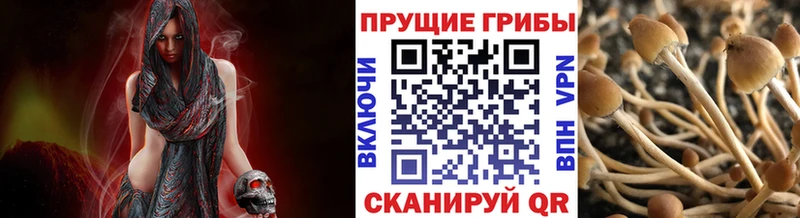 Купить закладки  Малгобек  Псилоцибиновые грибы мухоморы 